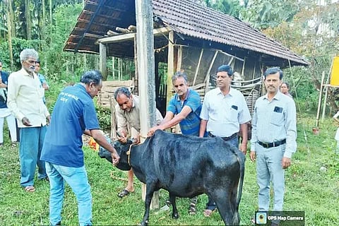 ತೀರ್ಥಹಳ್ಳಿ ತಾಲೂಕಿನ ಮಂಡಗದ್ದೆಯಲ್ಲಿ ಪಶುಪಾಲನಾ ಇಲಾಖೆಯಿಂದ ಜಾನುವಾರುಗಳಿಗೆ ಕಾಲುಬಾಯಿ ಲಸಿಕೆ ನೀಡುತ್ತಿರುವುದು.