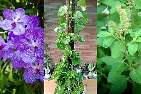 Vastu  spiritual Plants For Home Positivity