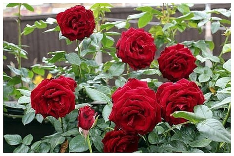 Vastu tips for rose plant   