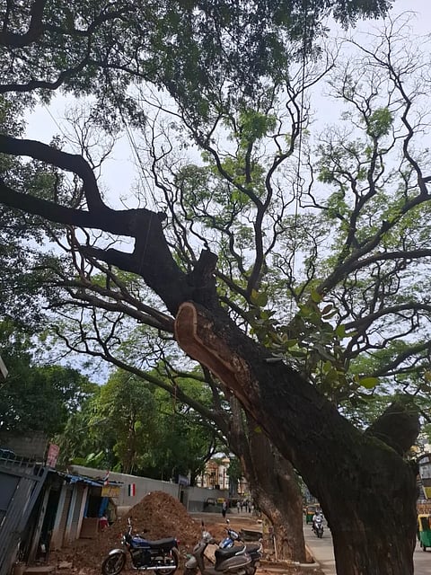ವಿಜಯವಾಣಿ ವರದಿಯಿಂದ ಎಚ್ಚೆತ್ತ ಜಿಬಿಎ ಅರಣ್ಯ ಘಟಕ; ಒಣಗಿದ ಕೊಂಬೆಗಳ ತೆರವು