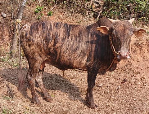 ಮಲೆನಾಡು ಗಿಡ್ಡ ತಳಿಯ ಹಸು