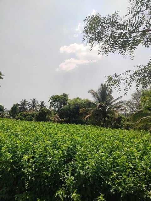 ರಾಮನಗರ ತಾಲೂಕು ಕೈಲಾಂಚ ಹೋಬಲಿ ತೆಂಗಿನಕಲ್ಲು ಗ್ರಾಮದ ಚಂದ್ರಶೇಖರ್​ ಅವರ ಮಾವಿನ ತೋಟ.