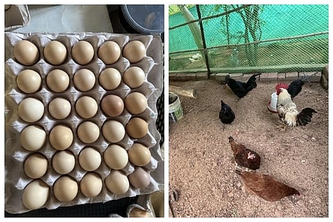 Woman laid off by Amazon starts chicken farm