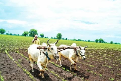 ಜಮೀನಿನಲ್ಲಿ ರೈತ ಉಳುಮೆ ಮಾಡುತ್ತಿರುವ ದೃಶ್ಯ.