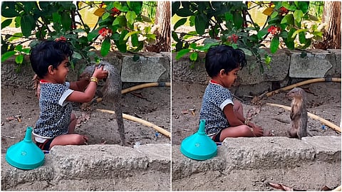 ಪುಟ್ಟ ಹುಡುಗಿ ಮತ್ತು ಮುಂಗುಸಿಯ ವಿಡಿಯೋ ವೈರಲ್
