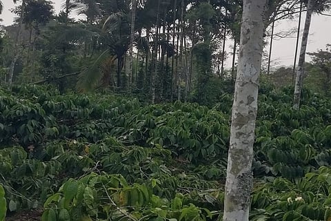 ಕಾಫಿ ತೋಟವೊಂದರ ನೋಟ (ಸಾಂದರ್ಭಿಕ ಚಿತ್ರ)