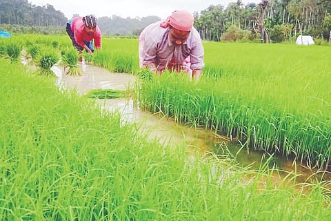 ಮುಂಗಾರು ಹಂಗಾಮಿನ ಕೃಷಿ ಚಟುವಟಿಕೆ