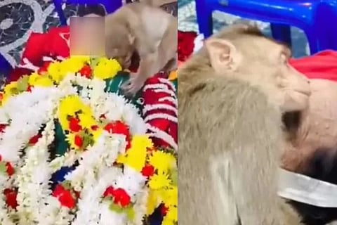 Monkey Mourns (ಚಿತ್ರ Instagram)