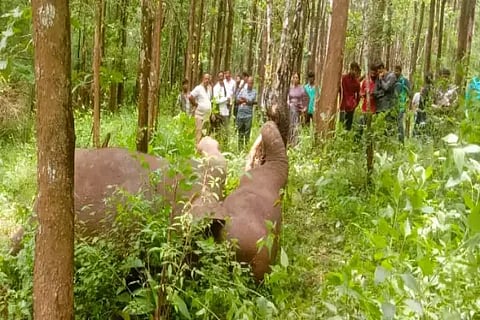 ಸಾರಗೋಡು ಮೀಸಲು ಅರಣ್ಯದಲ್ಲಿ ವಿದ್ಯುತ್ ತಂತಿ ತಗುಲಿ ಸಾವನ್ನಪ್ಪಿದ ಕಾಡಾನೆಯನ್ನು ಸಾರ್ವಜನಿಕರು ವೀಕ್ಷಿಸಿದರು. 