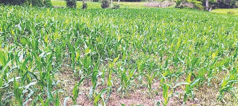 ಆಲೂರು ತಾಲೂಕಿನ ಕುಂದೂರು ಹೋಬಳಿಯ ಕೆಂಚನಹಳ್ಳಿ ಗ್ರಾಮದಲ್ಲಿ ಮುಸುಕಿನ ಜೋಳ ಬಿಳಿಸುಳಿ ರೋಗಕ್ಕೆ ತುತ್ತಾಗಿರುವುದು.