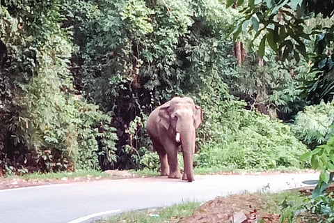 ಚಾರ್ಮಾಡಿ ಘಾಟಿಯಲ್ಲಿ ಕಂಡು ಬಂದ ಕಾಡಾನೆ.