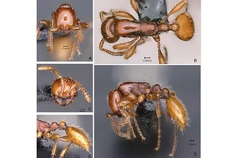  ಎರಡು ಸೇನಾ ಇರುವೆ