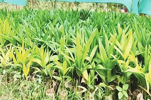 ಮಾರಾಟಕ್ಕೆ ಸಿದ್ಧವಾಗಿರುವ ಅಡಿಕೆ ಸಸಿಗಳು.