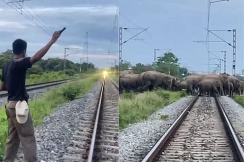 Assam Elephants (ಚಿತ್ರ X)