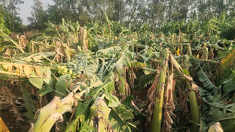Tears of banana growers