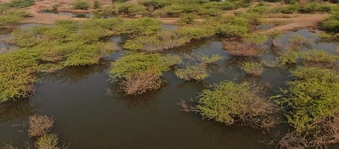 ಭೀಮಸೇನ ಕಲಿಕೇರಿ