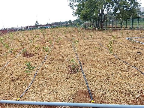 bda saplings