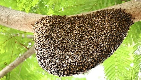 bee-offspring