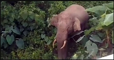 ಉಜಿರೆ ಕಾಲೇಜಿನ ಆವರಣದಲ್ಲಿ ಆನೆ ಪ್ರತ್ಯಕ್ಷ