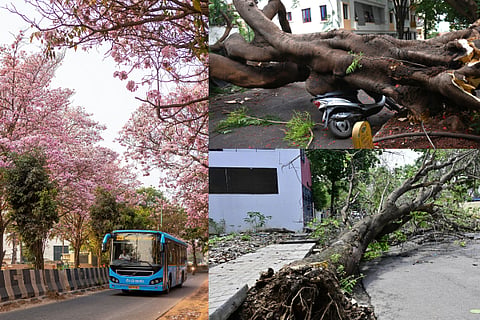 Exotic Trees Bengaluru