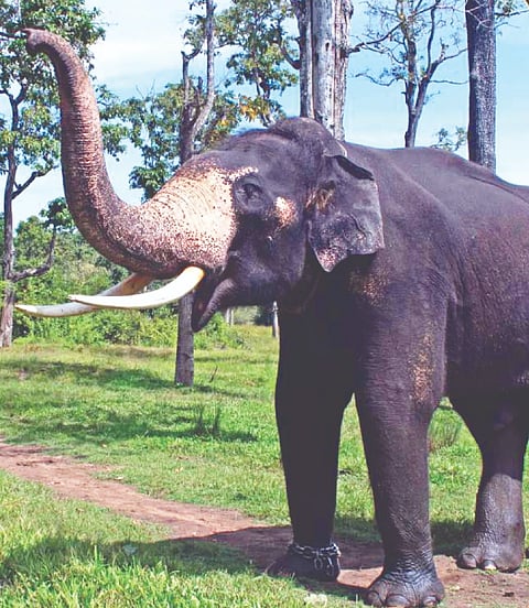  ಭೀಮ