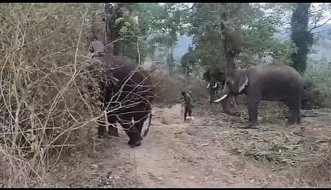 ಬಾಳೆಹೊನ್ನೂರು ಸಮೀಪದ ಹುಣಸೇಹಳ್ಳಿ ಜೇನುಗದ್ದೆ ಬಳಿ ವಿಶ್ರಾಂತಿಯಲ್ಲಿರುವ ಕುಮ್ಕಿ ಆನೆಗಳು.    