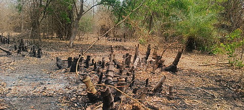 Bamboo trees disappear