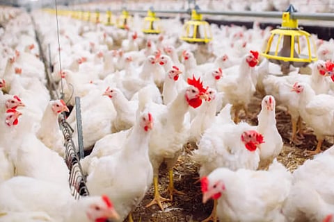 Bird Flu 