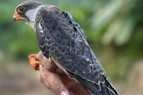 ಕೃಪೆ ಎಕ್ಸ್​ (X)