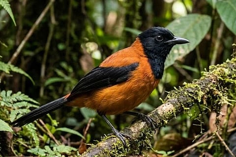 Hooded Pitohui ಸಾಂದರ್ಭಿಕ ಚಿತ್ರ