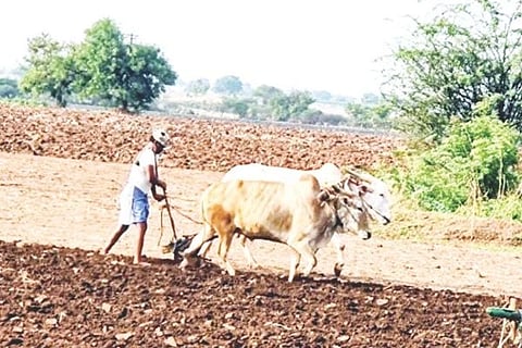  ಅಳವಂಡಿ ಸಮೀಪದ ಘಟ್ಟಿರಡ್ಡಿಹಾಳ ಗ್ರಾಮದ ರೈತ ಜಮೀನು ಹದಗೊಳಿಸುತ್ತಿರುವುದು.