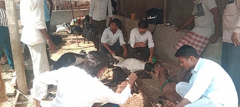  ಬೀಳಗಿ ತಾಲೂಕಿನ ಗೋವಿನದಿನ್ನಿ ಗ್ರಾಮದಲ್ಲಿ ನಾಯಿಗಳ ಗುಂಪು ದಾಳಿಗೆ ಗಾಯಗೊಂಡಿರುವ ಮೇಕೆಗಳಿಗೆ ಪಶುವೈದ್ಯಾಽಕಾರಿ ಡಾ.ಸಂತೋಷ ಬಸಣ್ಣವರ ತಂಡವೂ ಚಿಕಿತ್ಸೆ ನೀಡಿದರು.
