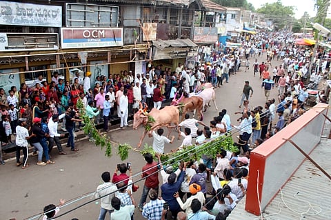ಬಾಗಲಕೋಟೆ ನಗರದಲ್ಲಿ ಕಾರಹುಣ್ಣಿಮೆ ಪ್ರಯುಕ್ತ ನಡೆದ ಕರಿ ಹರಿಯುವ ಸಂಭ್ರಮ.