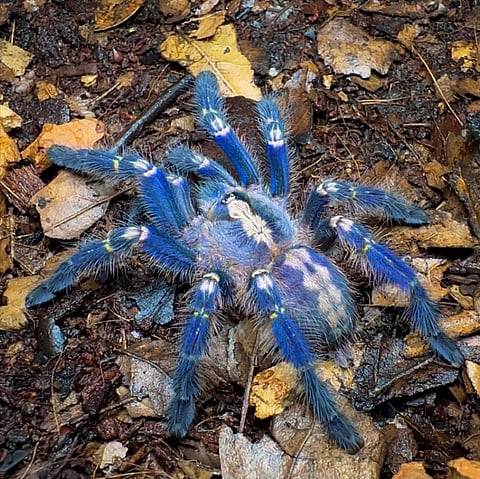 ಪೀಕಾಕ್ ಟೆರಾಂಟುಲಾ