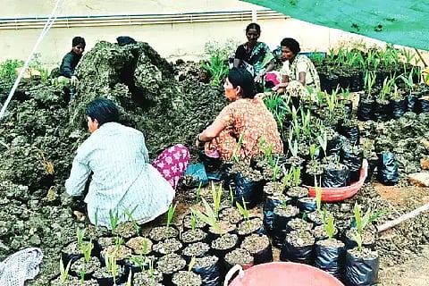 ಭರಮಸಾಗರದ ಖಾಲಿ ನಿವೇಶನವೊಂದರಲ್ಲಿ ಅಡಿಕೆ ಮೊಳಕೆಗಳನ್ನು ಪಾಲಿಥಿನ್ ಚೀಲಗಳಿಗೆ ವರ್ಗಾಯಿಸಿ ಸಸಿ ತಯಾರಿಕೆ ಕೆಲಸ ಮಾಡುತ್ತಿರುವುದು.seedling