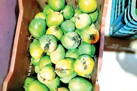ಕೀಟನಾಶಕ ಹಾಗೂ ರೋಗಬಾಧೆಯಿಂದ ಗುಣಮಟ್ಟ ಕಳೆದುಕೊಂಡಿರುವ ಮಾವು. market