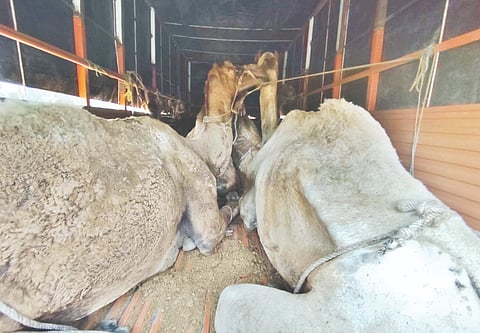 ಅಕ್ರಮವಾಗಿ ಸಾಗಾಟ ಮಾಡುತ್ತಿದ್ದ ಒಂಟೆಗಳನ್ನು camelsರಕ್ಷಣೆ ಮಾಡಿರುವುದು.