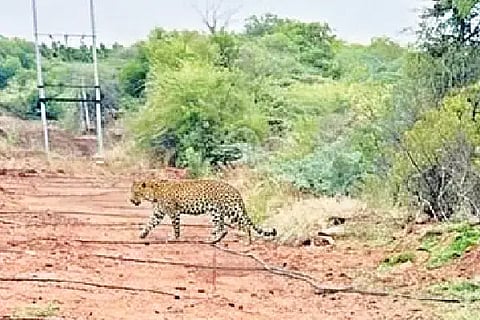 leopard ಪರಶುರಾಮಪುರ ಸಮೀಪದ ದೊಡ್ಡಚೆಲ್ಲೂರು-ಕಡೇಹುಡೆ ಗ್ರಾಮಗಳ ನಡುವಿನ ಕುರುಚಲು ಕಾಡಿಗೆ ಹೊಂದಿಕೊಂಡಿರುವ ಹೊಲದ ಬಳಿ ಚಿರತೆಯೊಂದು ಅಲೆದಾಡುತ್ತಿರುವ ದೃಶ್ಯ.