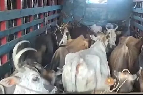 cow ಲಾರಿಯಲ್ಲಿ ಅಕ್ರಮವಾಗಿ ಸಾಗಿಸಲಾಗುತ್ತಿದ್ದ ಗೋವುಗಳು.