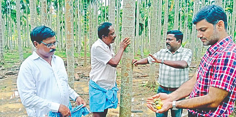 ಚನ್ನಗಿರಿಯ ಲಿಂಗದಳ್ಳಿಯಲ್ಲಿ ತೇವಾಂಶದಿಂದ ನೆಲಕ್ಕೆ ಬಿದ್ದ ಅಡಕೆಗಳು.