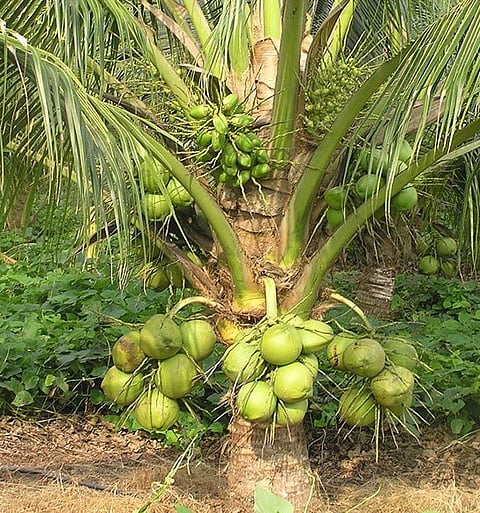 dwarf-coconut-varieties