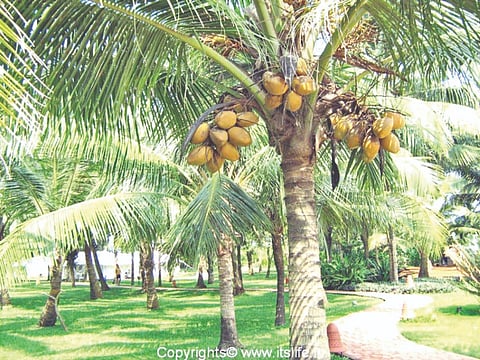 ತೆಂಗಿನ ಮರ