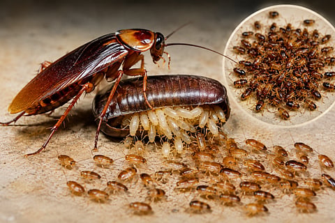 Cockroach 