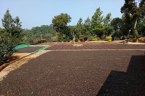 ಕಣದಲ್ಲಿ ಒಣಹಾಕಿರುವ ಕಾಫಿ
