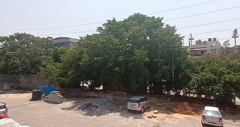 tree-clearance
