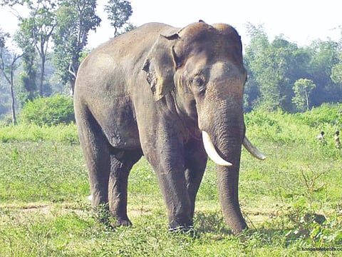 Elephant Attack