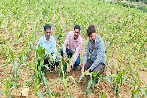 ಬೂಜು ತುಪ್ಪಳ ಅಥವಾ ಬಿಳಿ ಸುಳಿ ರೋಗ ಕಾಣಿಸಿಕೊಂಡಿರುವ ಮುಸುಕಿನ ಜೋಳದ ಹೊಲದಲ್ಲಿ ಪರಿಶೀಲನೆ ನಡೆಸಿದ ವಿಜ್ಞಾನಿಗಳು ಮತ್ತು ಕೃಷಿ ಇಲಾಖೆ ಅಧಿಕಾರಿಗಳು. ಡಾ. ಕೆ. ವಿ. ವೀರೇಂದ್ರ ಕುಮಾರ್, ವೀರಣ್ಣ, ದೊರೈ ರಾಜು ಇದ್ದರು.