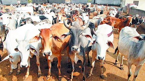  ಜಾನುವಾರುಗಳ ರಕ್ಷಣೆ 