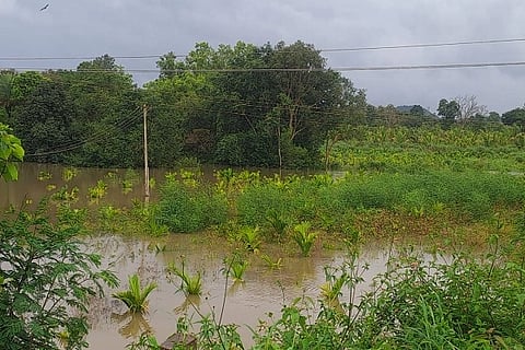 ಅಡಕೆ ತೋಟದೊಳಗೆ ನಿಂತಿದ್ದ ಮಳೆ ನೀರು 