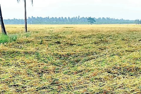 ದಾವಣಗೆರೆ ಜಿಲ್ಲೆಯಲ್ಲಿ ಮುಂಗಾರುಪೂರ್ವ ಮಳೆಯಿಂದ ಬೆಳೆ ಹಾನಿಯಾಗಿರುವುದು.
